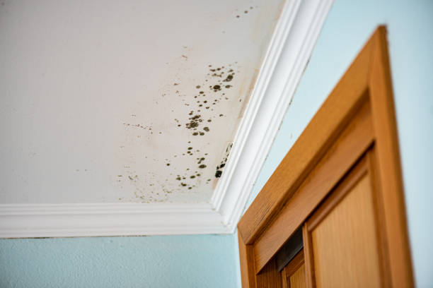 Mold Removal Process in Tularosa, NM