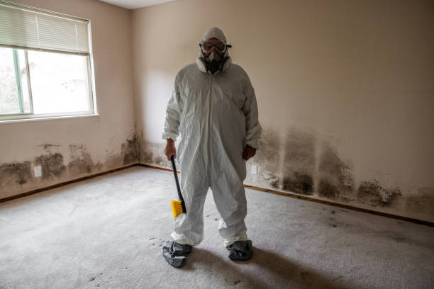 Certified Mold Removal in Tularosa, NM